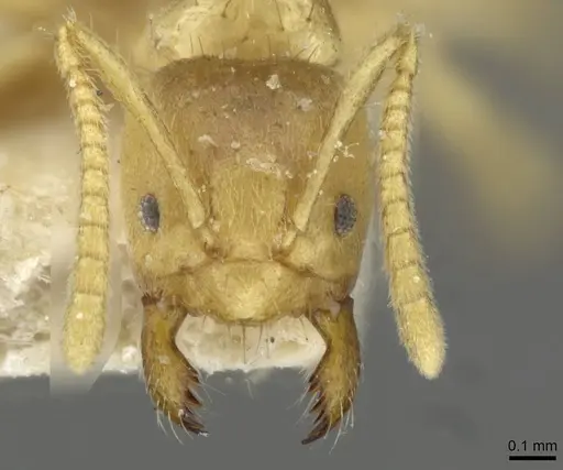 Pseudolasius pygmaeus specimen CASENT0910989 image casent0910989_2