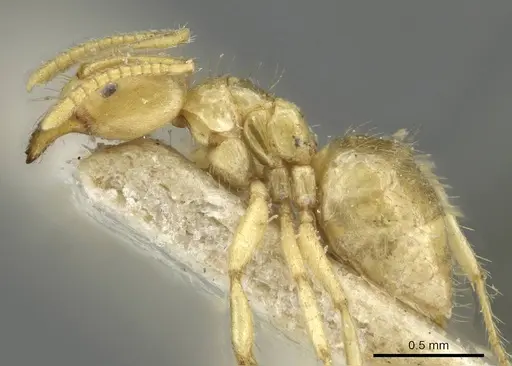 Pseudolasius pygmaeus specimen CASENT0910989 image casent0910989_3