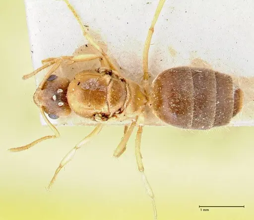 Pseudolasius pygmaeus specimen FOCOL2684 image focol2684_1
