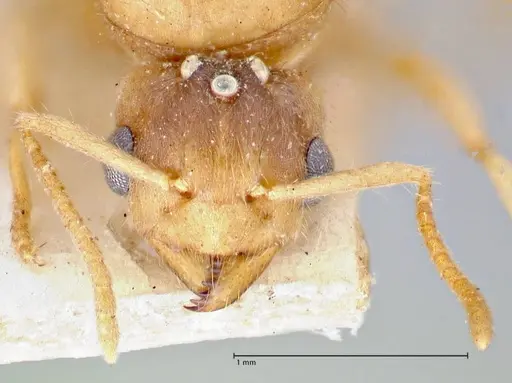 Pseudolasius pygmaeus specimen FOCOL2684 image focol2684_2