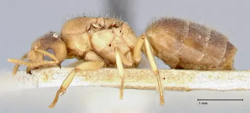 Pseudolasius pygmaeus specimen FOCOL2684 image focol2684_3
