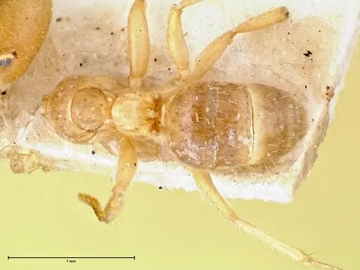 Pseudolasius pygmaeus specimen FOCOL2685 image focol2685_1