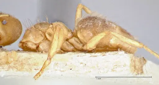 Pseudolasius pygmaeus specimen FOCOL2685 image focol2685_3
