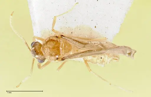 Pseudolasius pygmaeus specimen FOCOL2686 image focol2686_1
