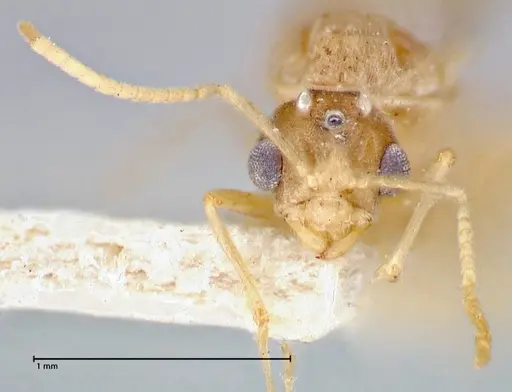Pseudolasius pygmaeus specimen FOCOL2686 image focol2686_2