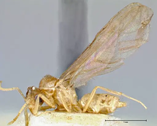 Pseudolasius pygmaeus specimen FOCOL2686 image focol2686_3