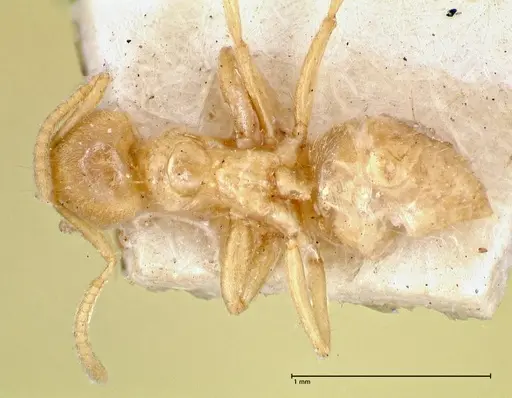 Pseudolasius pygmaeus specimen FOCOL2687 image focol2687_1
