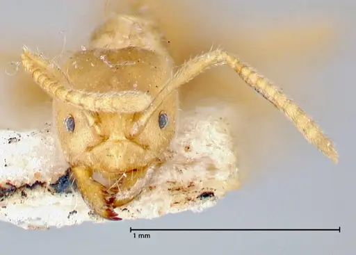 Pseudolasius pygmaeus specimen FOCOL2687 image focol2687_2