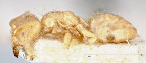 Pseudolasius pygmaeus specimen FOCOL2687 image focol2687_3