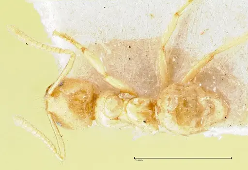 Pseudolasius pygmaeus specimen FOCOL2691 image focol2691_1