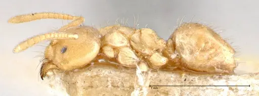 Pseudolasius pygmaeus specimen FOCOL2691 image focol2691_3