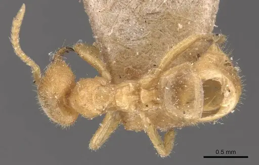 Pseudolasius risii specimen CASENT0905655 image casent0905655_1