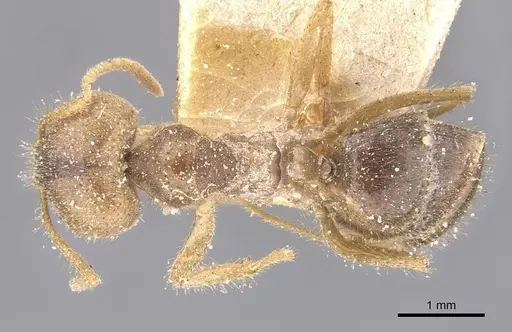 Pseudolasius salvazai specimen CASENT0912323 image casent0912323_1