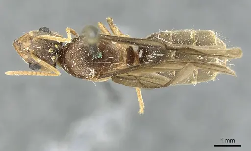 Pseudolasius sauteri specimen CASENT0910991 image casent0910991_1