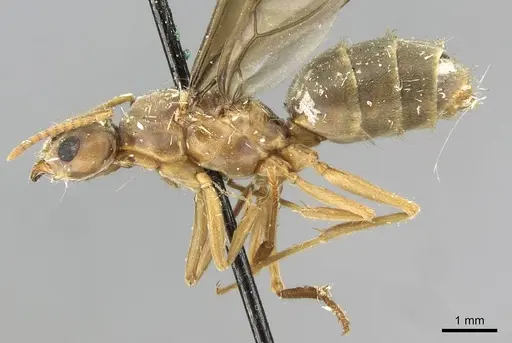 Pseudolasius sauteri specimen CASENT0910991 image casent0910991_3