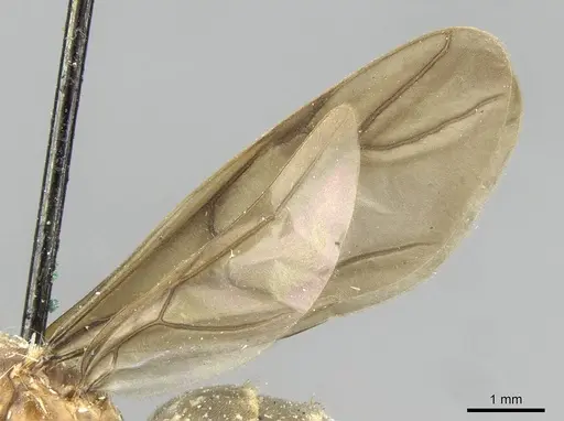 Pseudolasius sauteri specimen CASENT0910991 image casent0910991_4