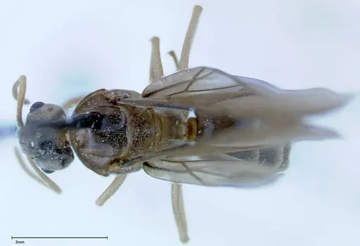 Pseudolasius sauteri specimen FOCOL0134 image focol0134_1