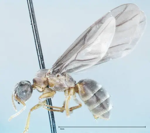 Pseudolasius sauteri specimen FOCOL0134 image focol0134_3