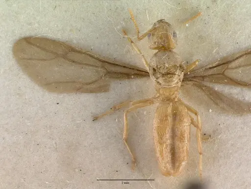 Pseudolasius sexdentatus specimen CASTYPE06985 image castype06985_1