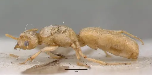 Pseudolasius sexdentatus specimen CASTYPE06985 image castype06985_3