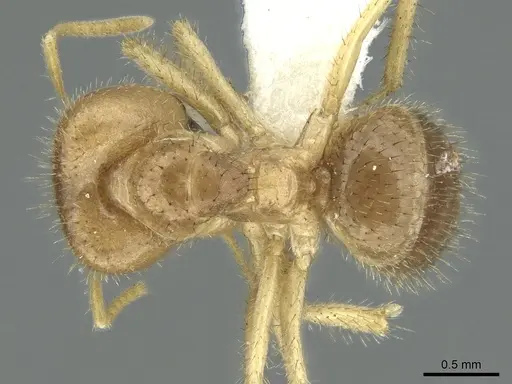 Pseudolasius silvestrii specimen CASENT0906268 image casent0906268_1