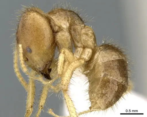 Pseudolasius silvestrii specimen CASENT0906268 image casent0906268_3