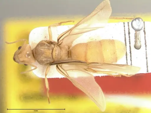 Pseudolasius streesemanni specimen FOCOL0472 image focol0472_1