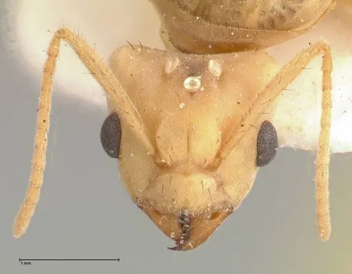 Pseudolasius streesemanni specimen FOCOL0472 image focol0472_2