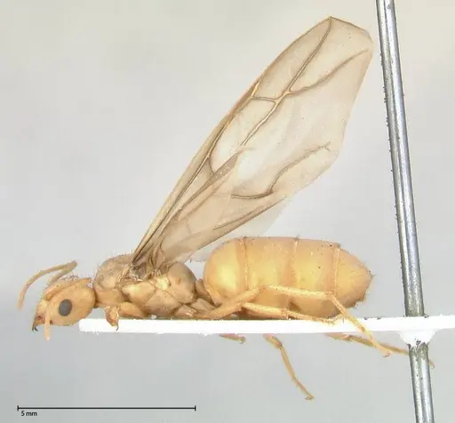 Pseudolasius streesemanni specimen FOCOL0472 image focol0472_3