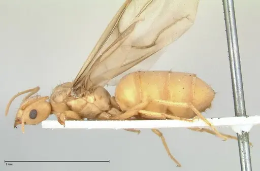 Pseudolasius streesemanni specimen FOCOL0472 image focol0472_4