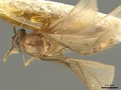 Pseudolasius sumatrensis specimen CASENT0915729 image casent0915729_1