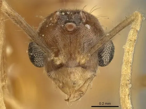 Pseudolasius sumatrensis specimen CASENT0915729 image casent0915729_2
