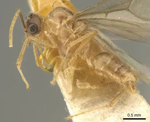 Pseudolasius sumatrensis specimen CASENT0915729 image casent0915729_3