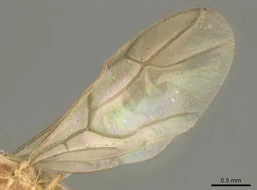 Pseudolasius sumatrensis specimen CASENT0915729 image casent0915729_4