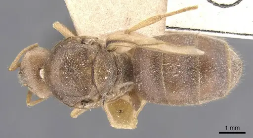 Pseudolasius sunda specimen CASENT0912325 image casent0912325_1