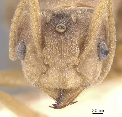 Pseudolasius sunda specimen CASENT0912325 image casent0912325_2