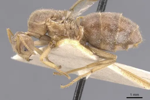 Pseudolasius sunda specimen CASENT0912325 image casent0912325_3