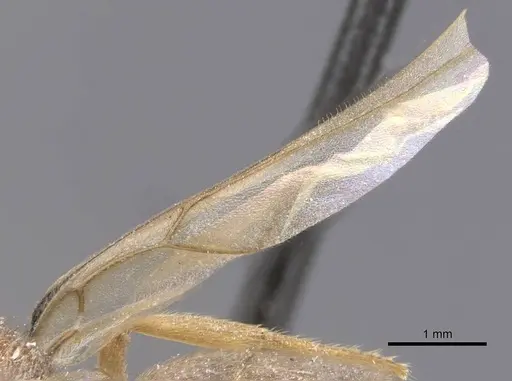Pseudolasius sunda specimen CASENT0912325 image casent0912325_4