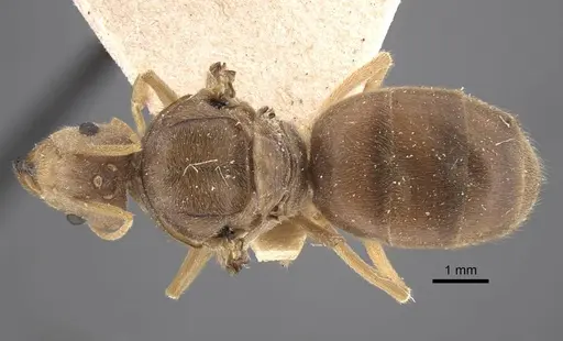 Pseudolasius sunda specimen CASENT0917298 image casent0917298_1