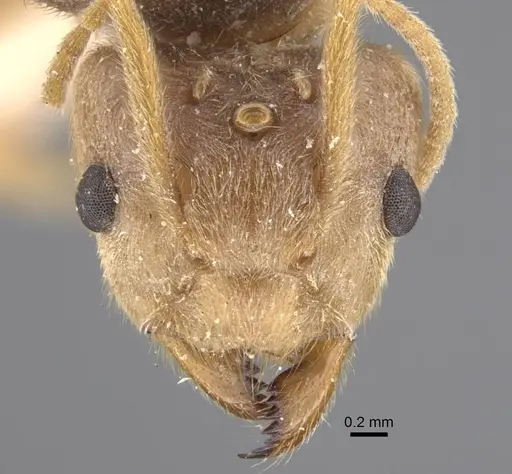 Pseudolasius sunda specimen CASENT0917298 image casent0917298_2