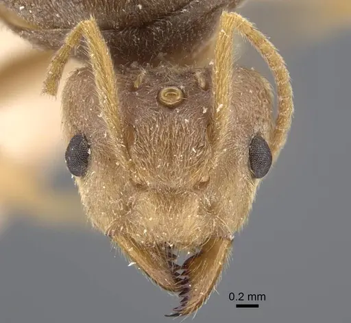 Pseudolasius sunda specimen CASENT0917298 image casent0917298_3