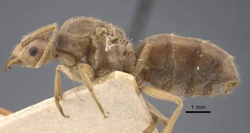 Pseudolasius sunda specimen CASENT0917298 image casent0917298_4