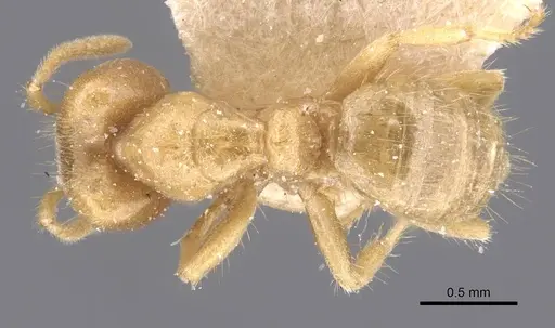Pseudolasius trimorphus specimen CASENT0912326 image casent0912326_1
