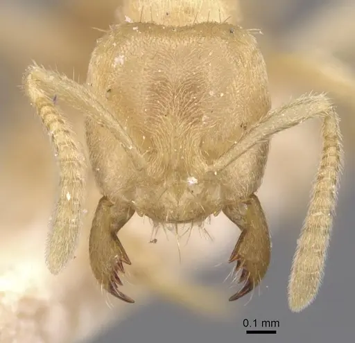 Pseudolasius trimorphus specimen CASENT0912327 image casent0912327_2
