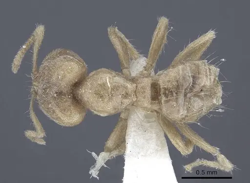 Pseudolasius trimorphus specimen CASENT0916786 image casent0916786_1