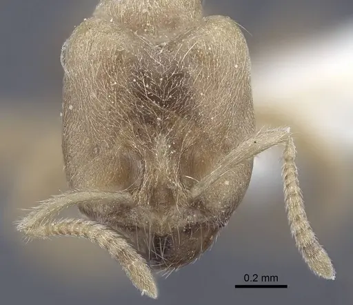Pseudolasius trimorphus specimen CASENT0916786 image casent0916786_2