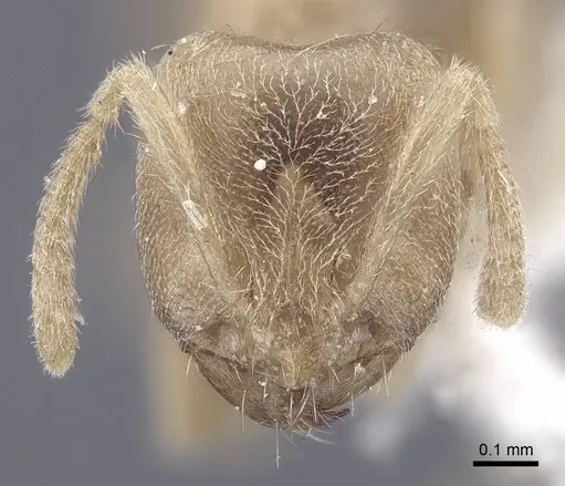 Pseudolasius trimorphus specimen CASENT0916787 image casent0916787_2