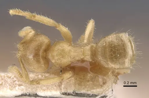 Pseudolasius trimorphus specimen CASENT0917299 image casent0917299_1