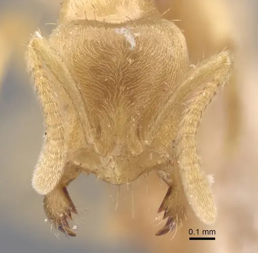Pseudolasius trimorphus specimen CASENT0917299 image casent0917299_2