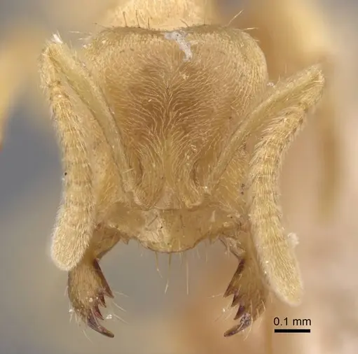 Pseudolasius trimorphus specimen CASENT0917299 image casent0917299_3